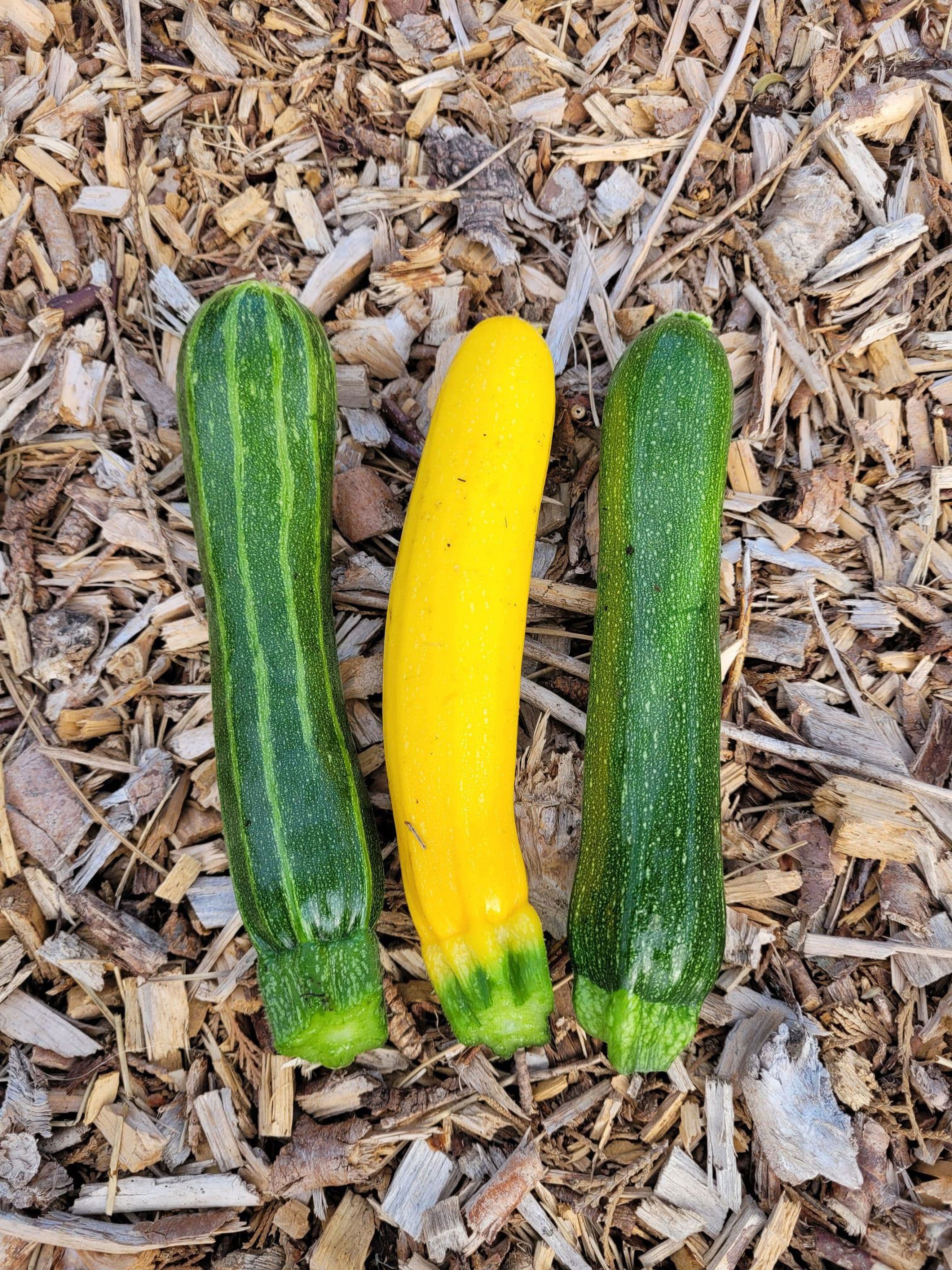 Courgettes