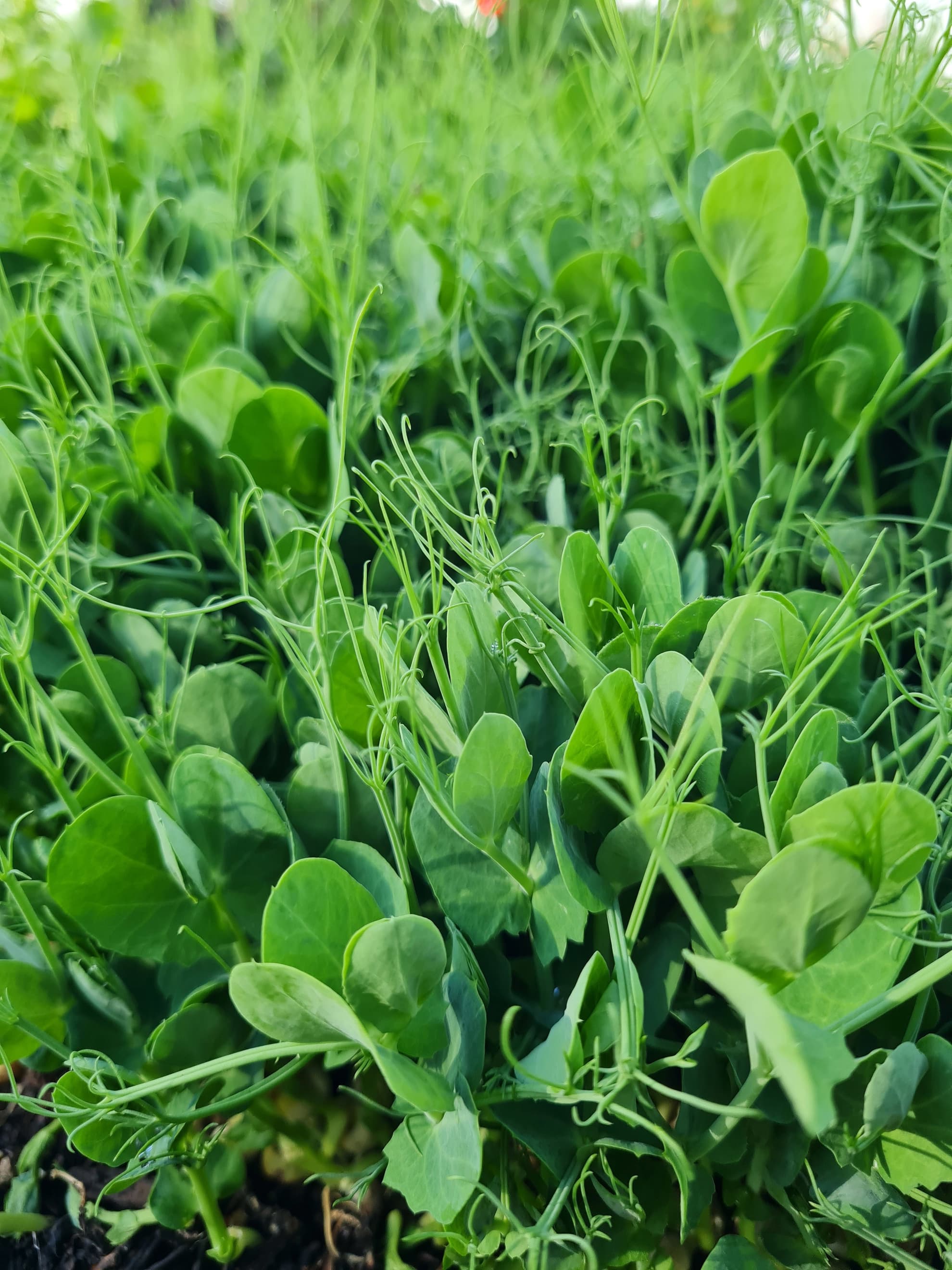 Peashoots