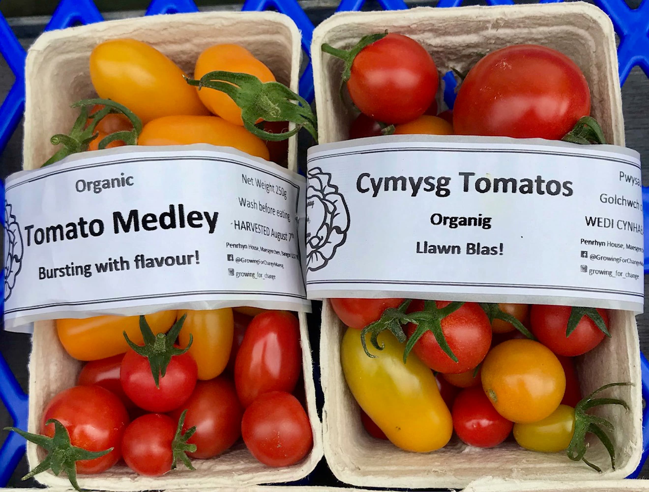 Tomato Medley