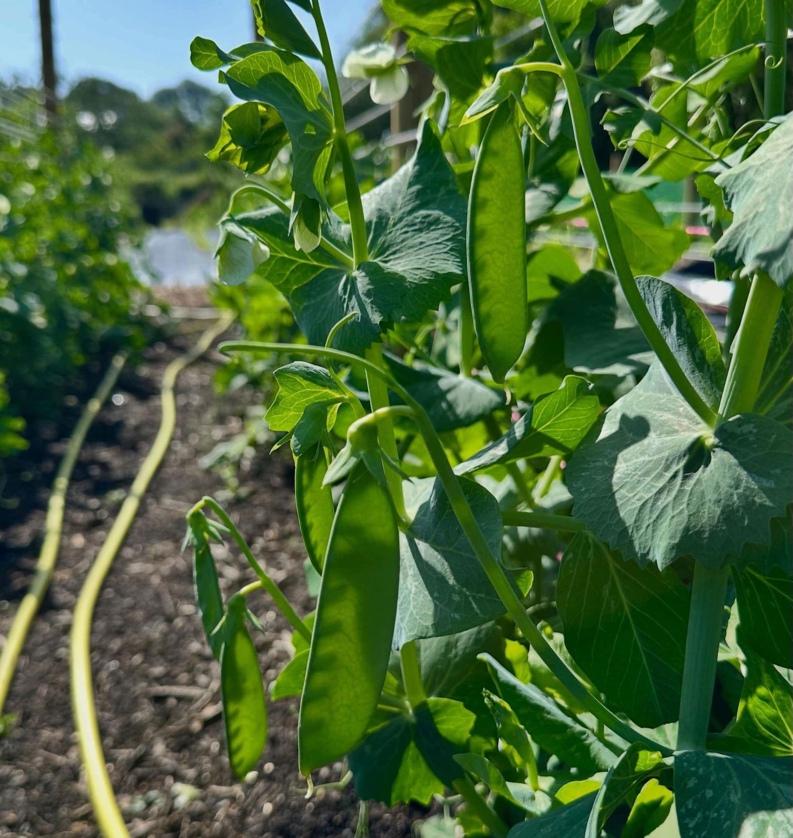 Mangetout