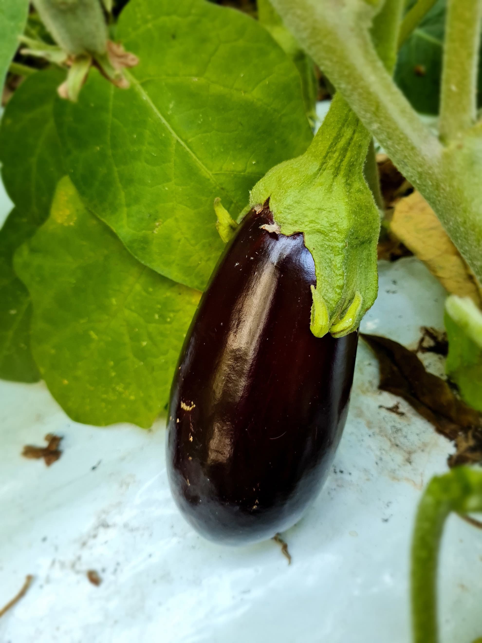 Aubergine