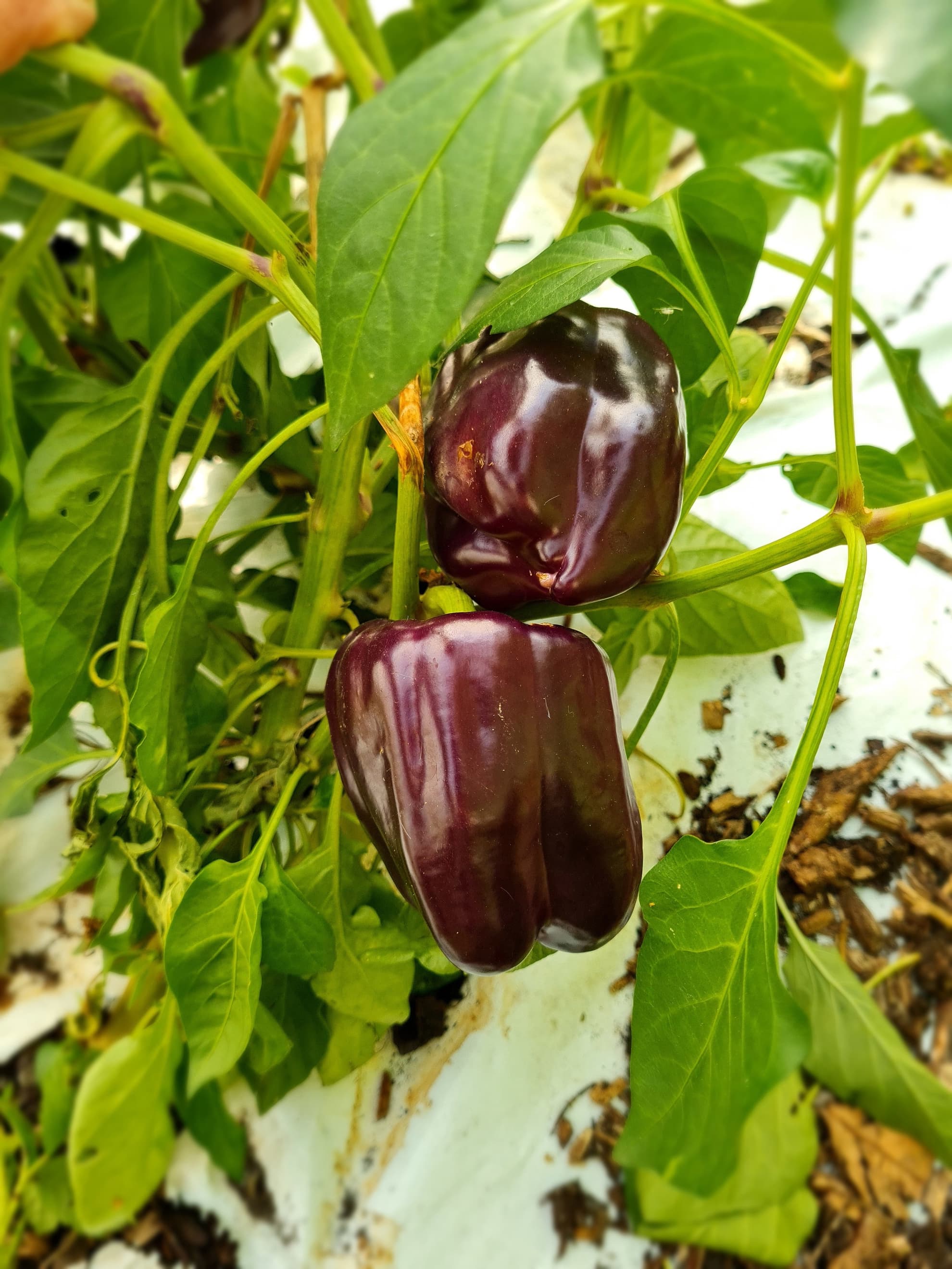 Purple Peppers