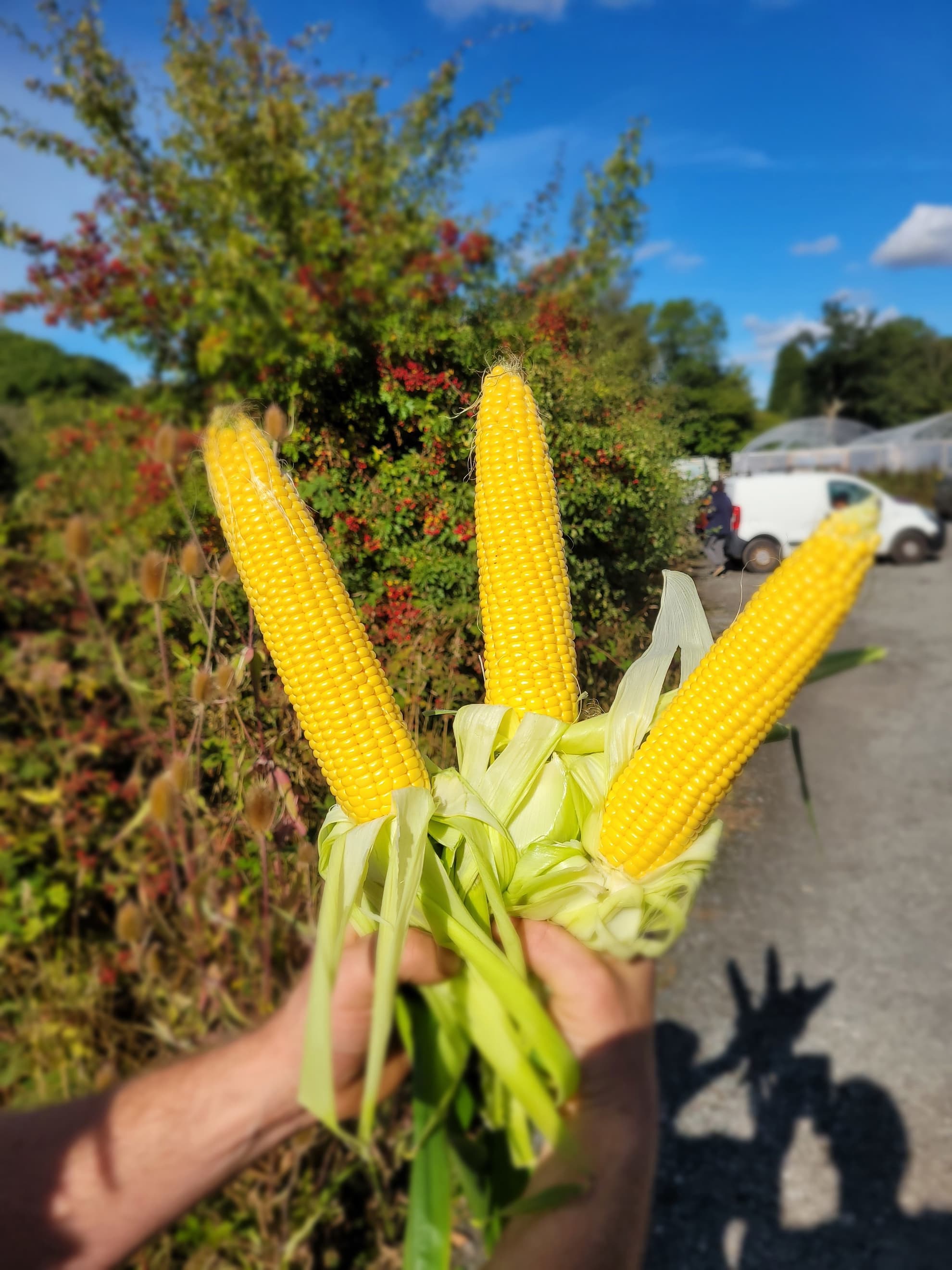 Sweet Corn
