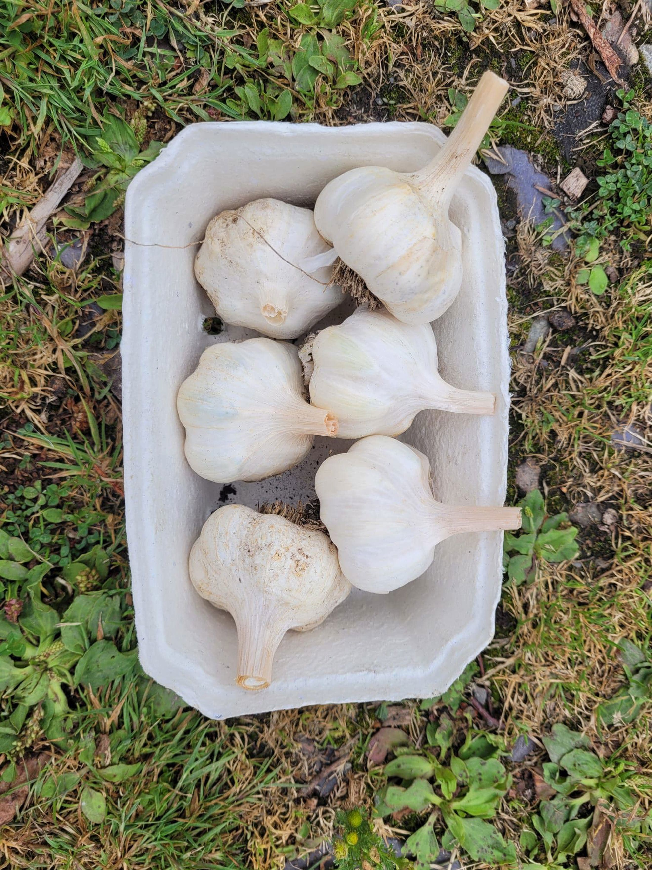Garlic
