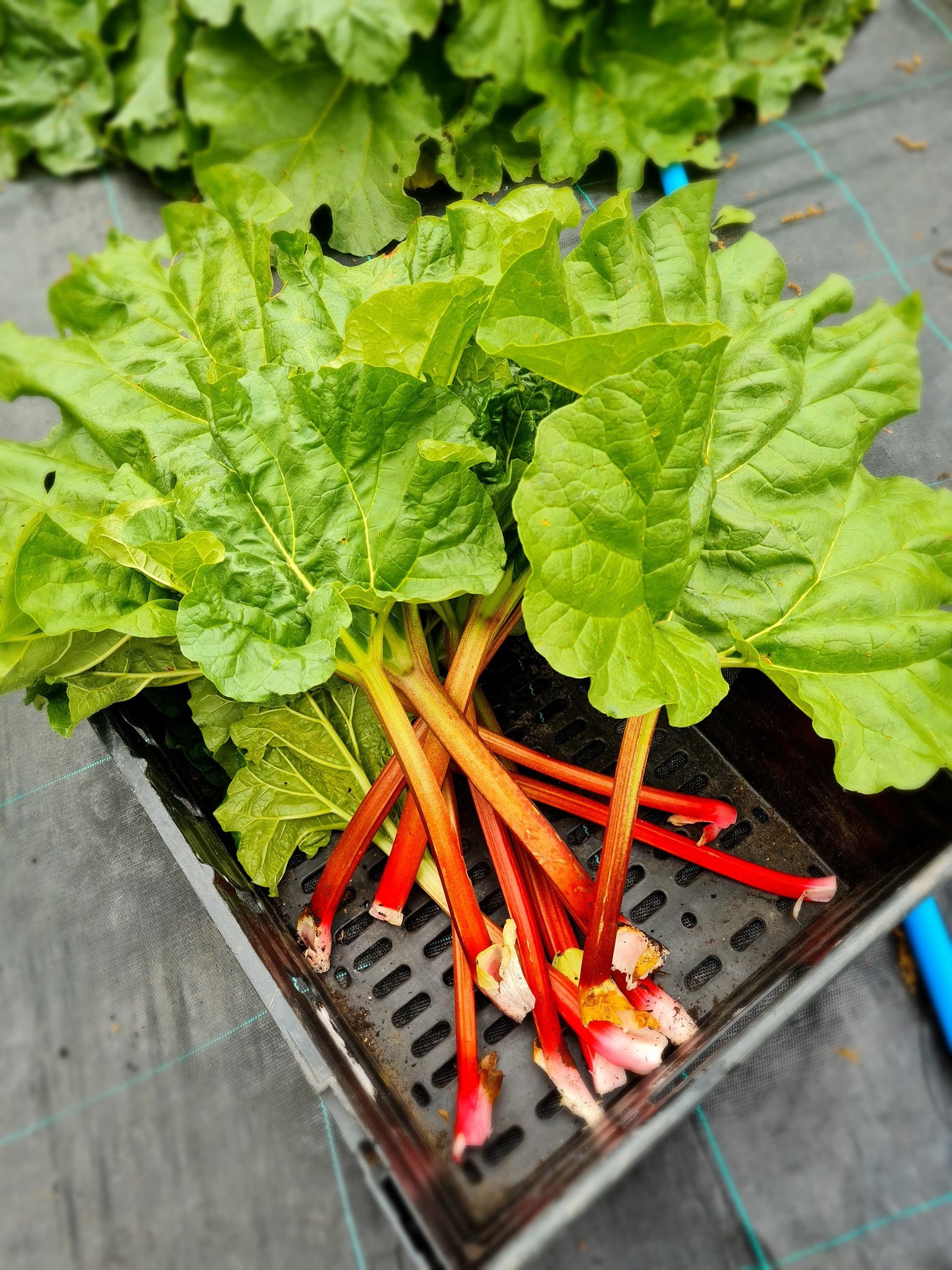 Rhubarb