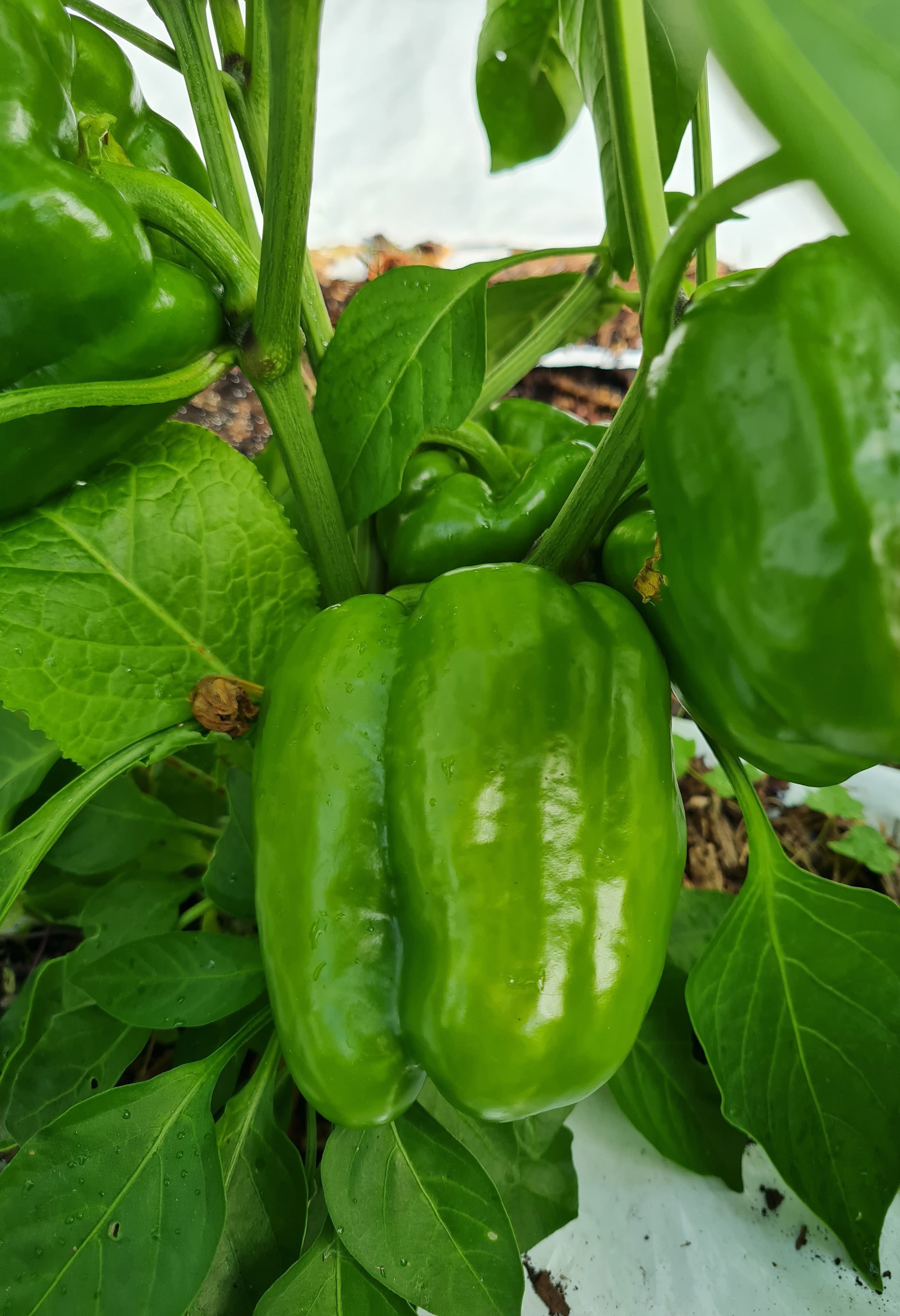 Green Peppers