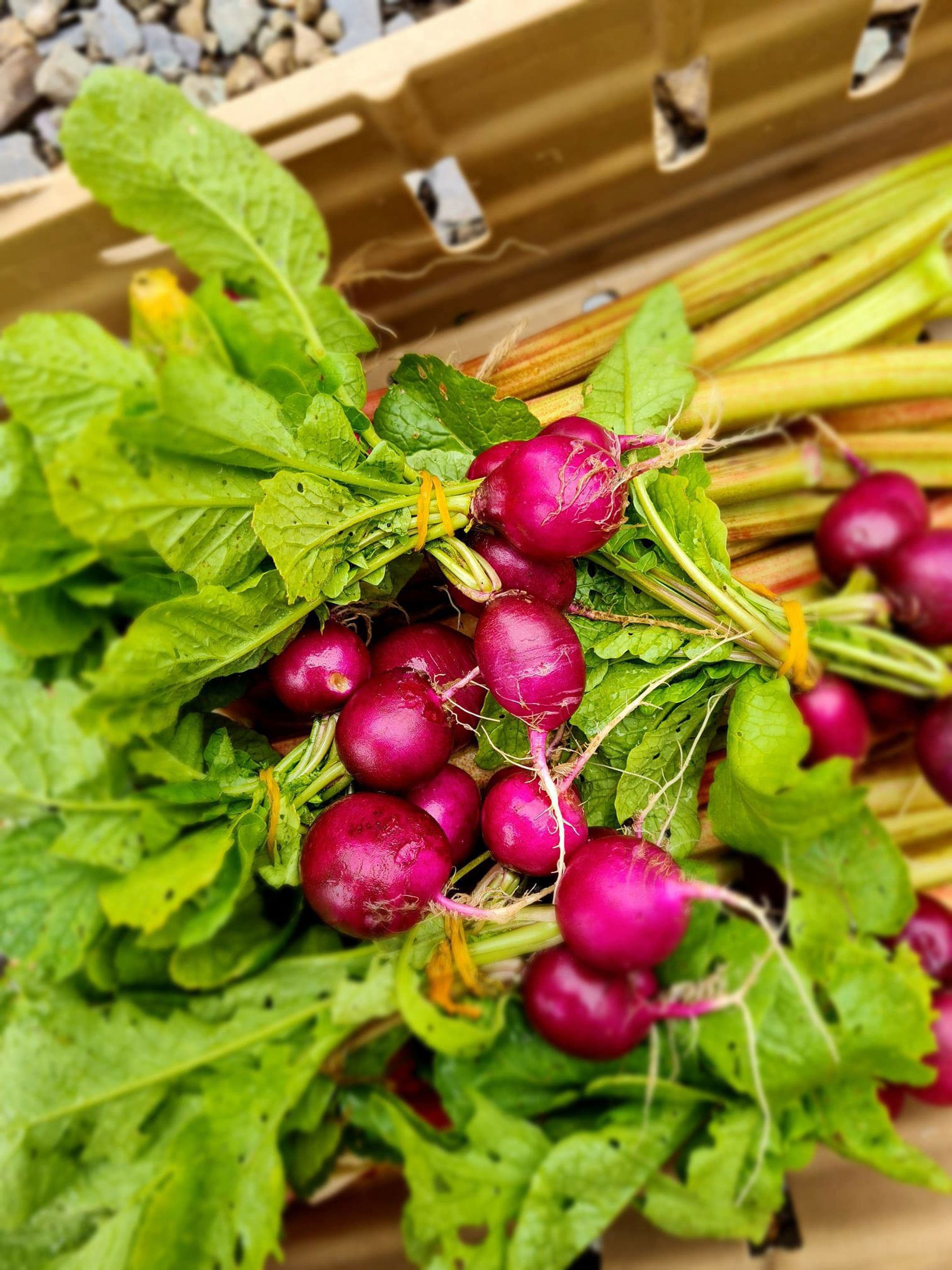 Radish