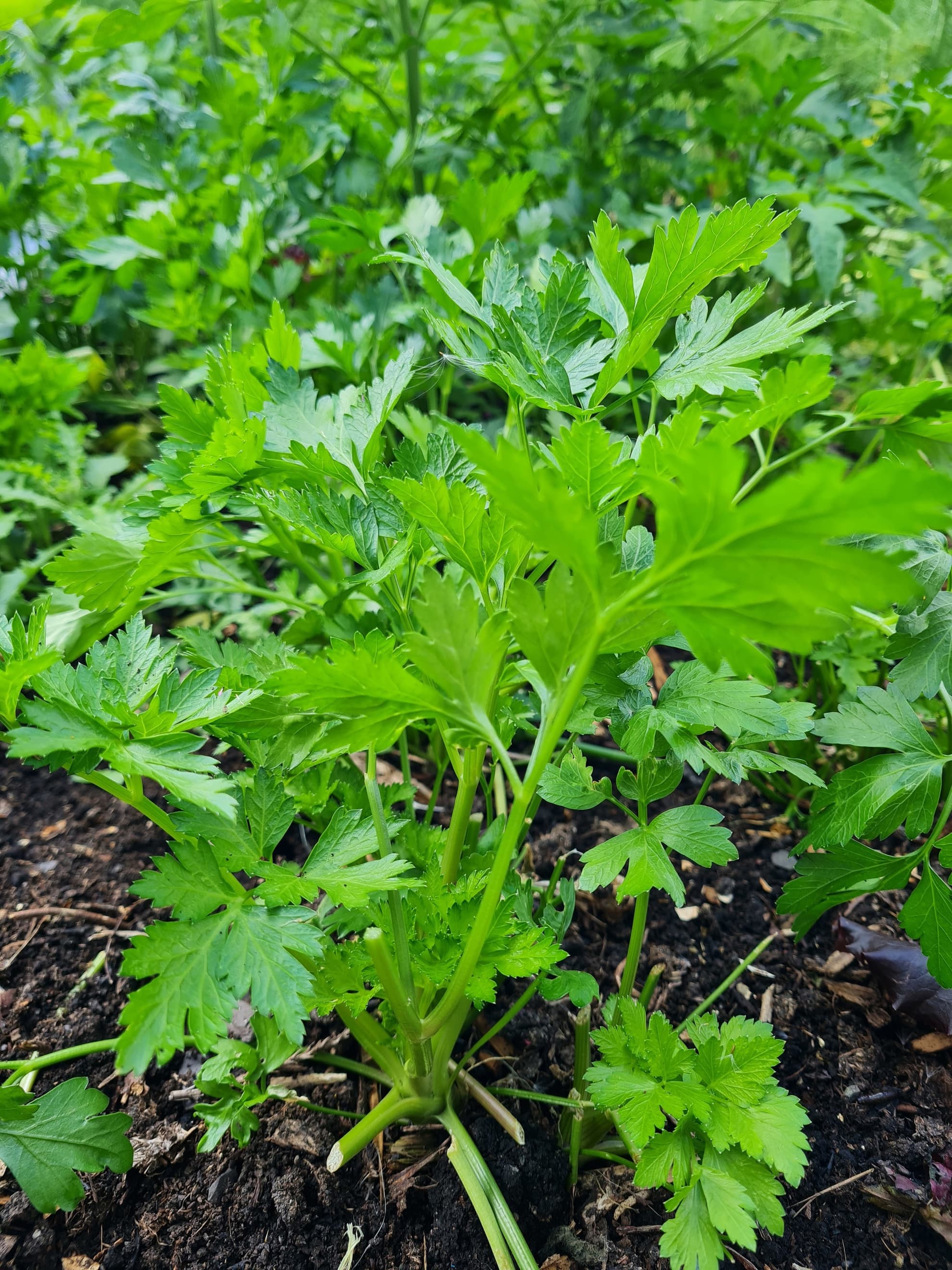 Parsley