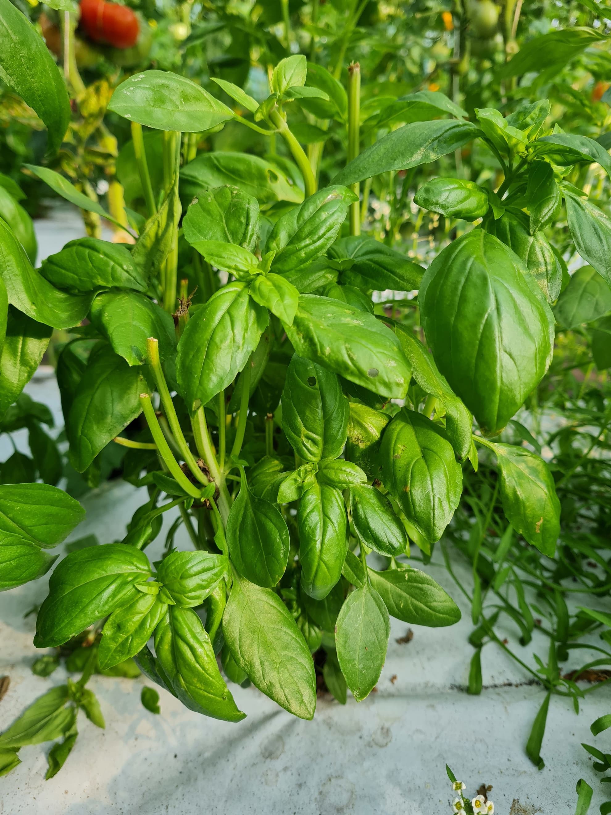Basil