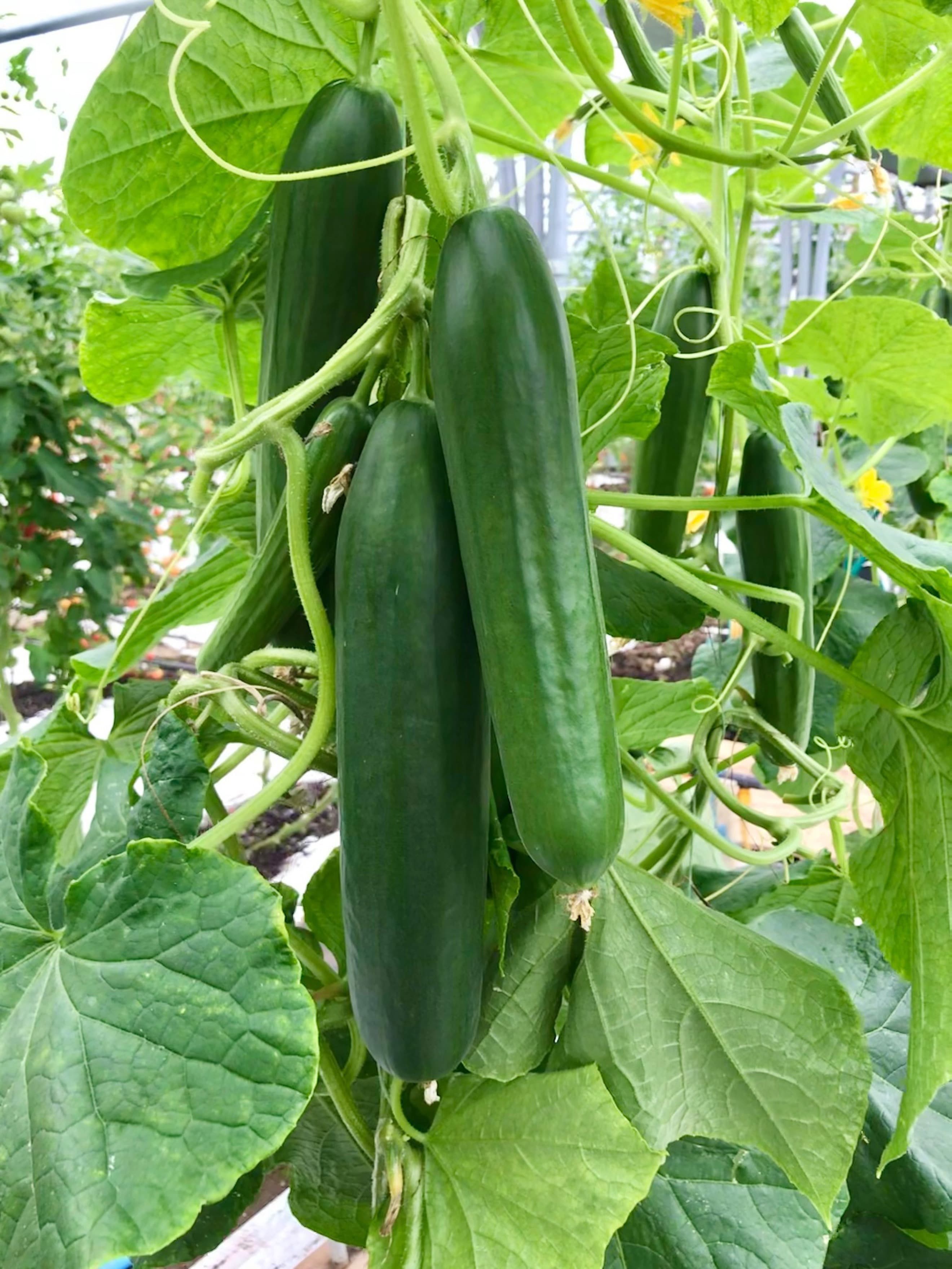 Cucumber