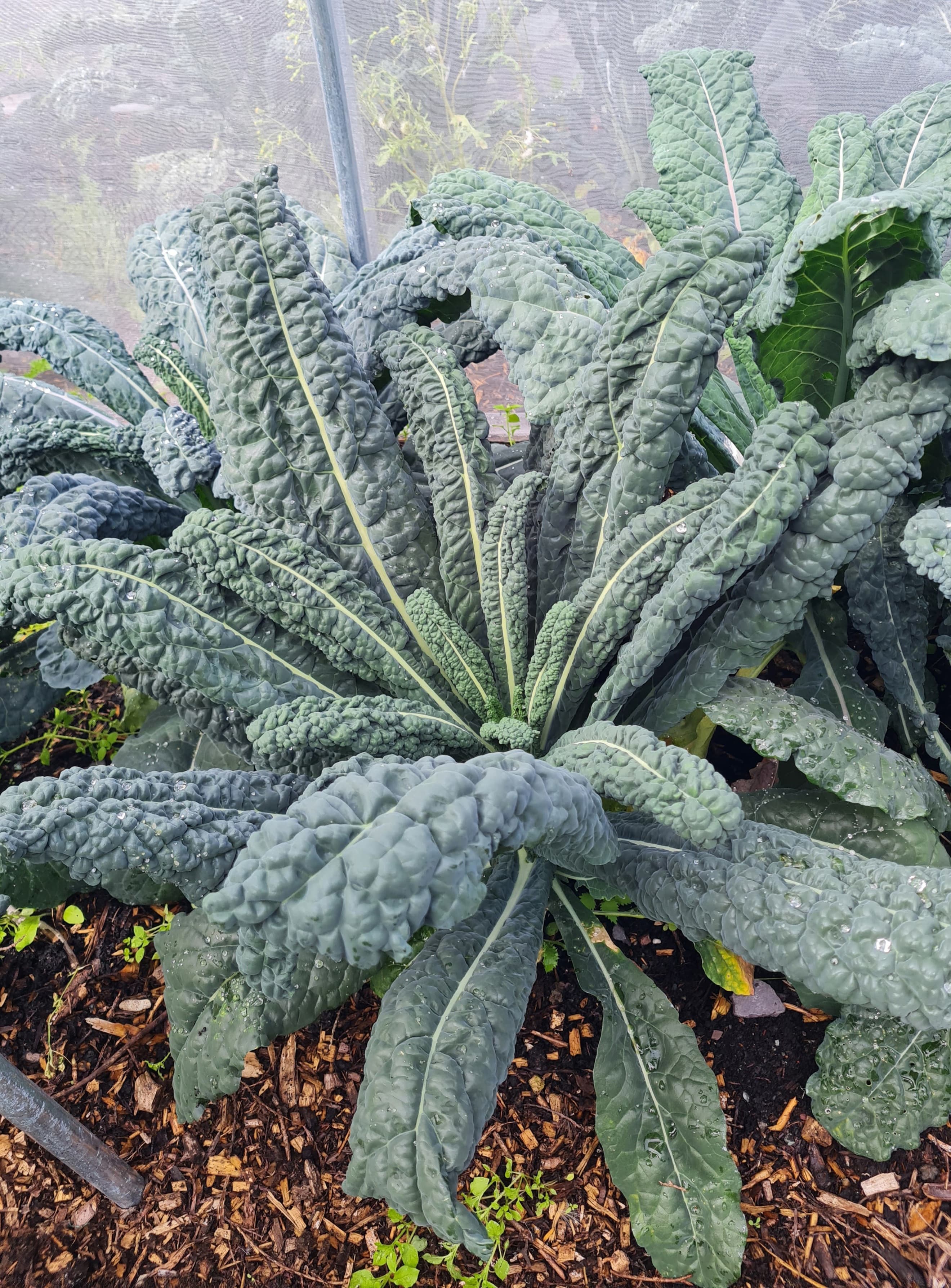 Kale
